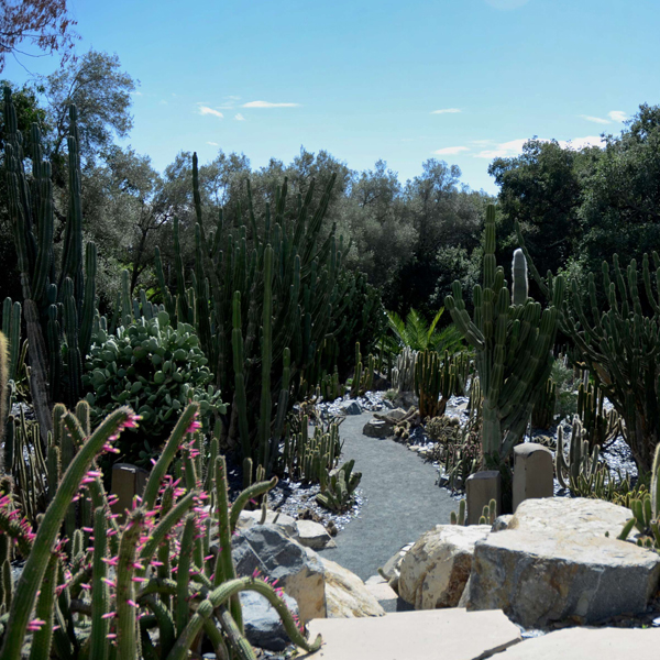 Des cactus dans les jardins de l'Elysée.